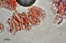 Braune Borstentramete, Foto 64
