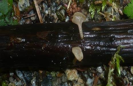 Wasserkreisling, Foto 4