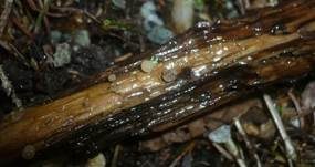 Wasserkreisling, Foto 9