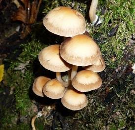 Wässriger Mürbling, Foto 2