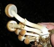 Wässriger Mürbling, Foto 12