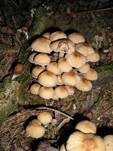Wässriger Mürbling, Foto 18