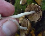 Wässriger Mürbling, Foto 21