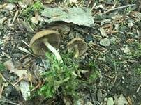 Wässriger Mürbling, Foto 23