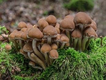Wässriger Mürbling, Foto 5