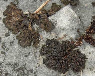 Braune Gallertflechte, Foto 2