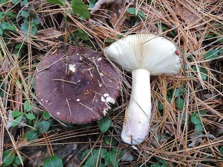 Wechselfarbiger Brätlingstäubling, Foto 2