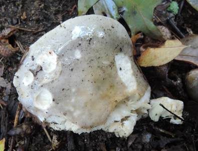 Weicher Täubling, Foto 3