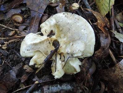 Weicher Täubling, Foto 5