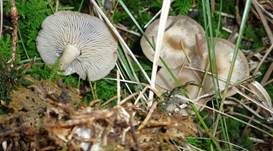 Weicher Trichterling, Foto 12