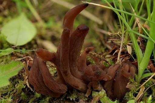 Braune Heidekeule, Foto 3