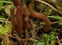 Braune Heidekeule, Foto 6
