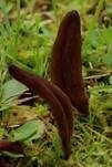 Braune Heidekeule, Foto 7