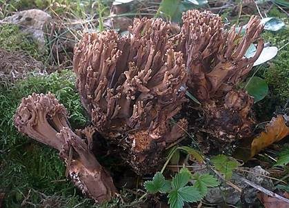Weinbraune Koralle, Foto 5