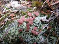 Braune Köpfchenflechte, Foto 7