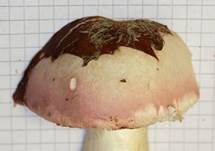 Weinroter Graustieltäubling, Foto 14