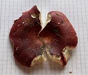 Weinroter Graustieltäubling, Foto 19
