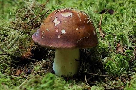 Weinroter Graustieltäubling, Foto 4