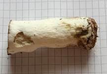 Weinroter Graustieltäubling, Foto 23
