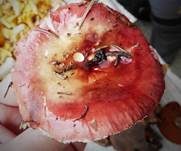 Weinroter Graustieltäubling, Foto 25