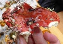 Weinroter Graustieltäubling, Foto 40