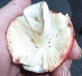 Weinroter Graustieltäubling, Foto 44