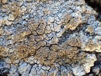 Braune Korallen-Porenflechte, Foto 8