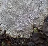 Braune Korallen-Porenflechte, Foto 10