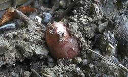 Weinroter Risspilz, Foto 9