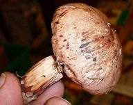 Weinroter Schneckling, Foto 14