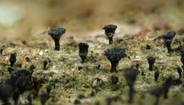 Weißbärtige Stecknadelflechte, Foto 6