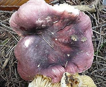 Amethysttäubling, Foto 5