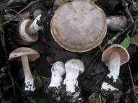 Weißbeschleierter Dickfuß, Foto 5