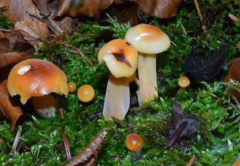 Weißblättriger Samtfußrübling, Foto 3