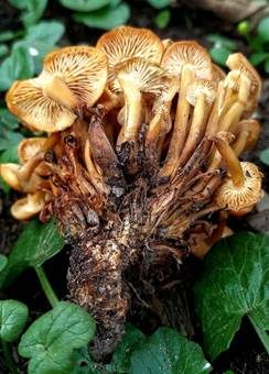Weißblättriger Samtfußrübling, Foto 5