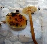 Weißblättriger Samtfußrübling, Foto 6