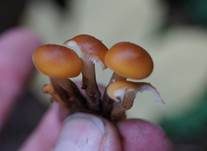 Weißblättriger Samtfußrübling, Foto 8