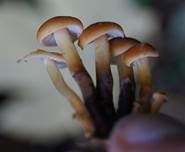 Weißblättriger Samtfußrübling, Foto 9