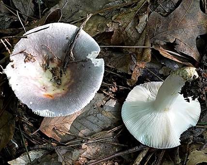 Weißblättriger Bunttäubling, Foto 2