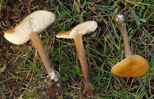 Weißblättriger Weichritterling, Foto 2