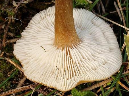 Weißblättriger Weichritterling, Foto 3