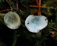 Weißblauer Träuschling, Foto 12