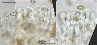 Weißblauer Träuschling, Foto 15