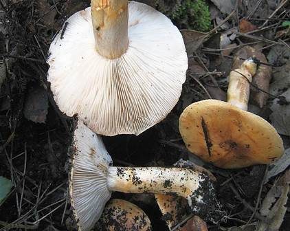 Weißbrauner Ritterling, Foto 2
