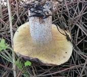 Weißbrauner Schmierröhrling, Foto 7