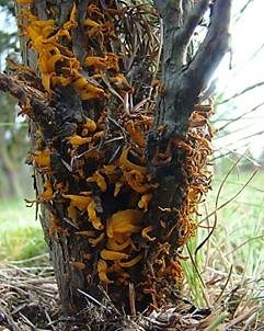 Weißdornenrostpilz, Foto 2
