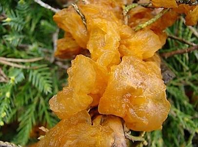 Weißdornenrostpilz, Foto 3