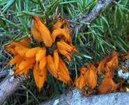 Weißdornenrostpilz, Foto 12