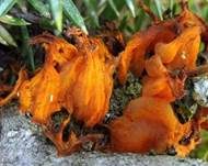 Weißdornenrostpilz, Foto 13