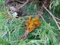 Weißdornenrostpilz, Foto 14